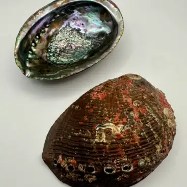 Abalon Grande Joyero