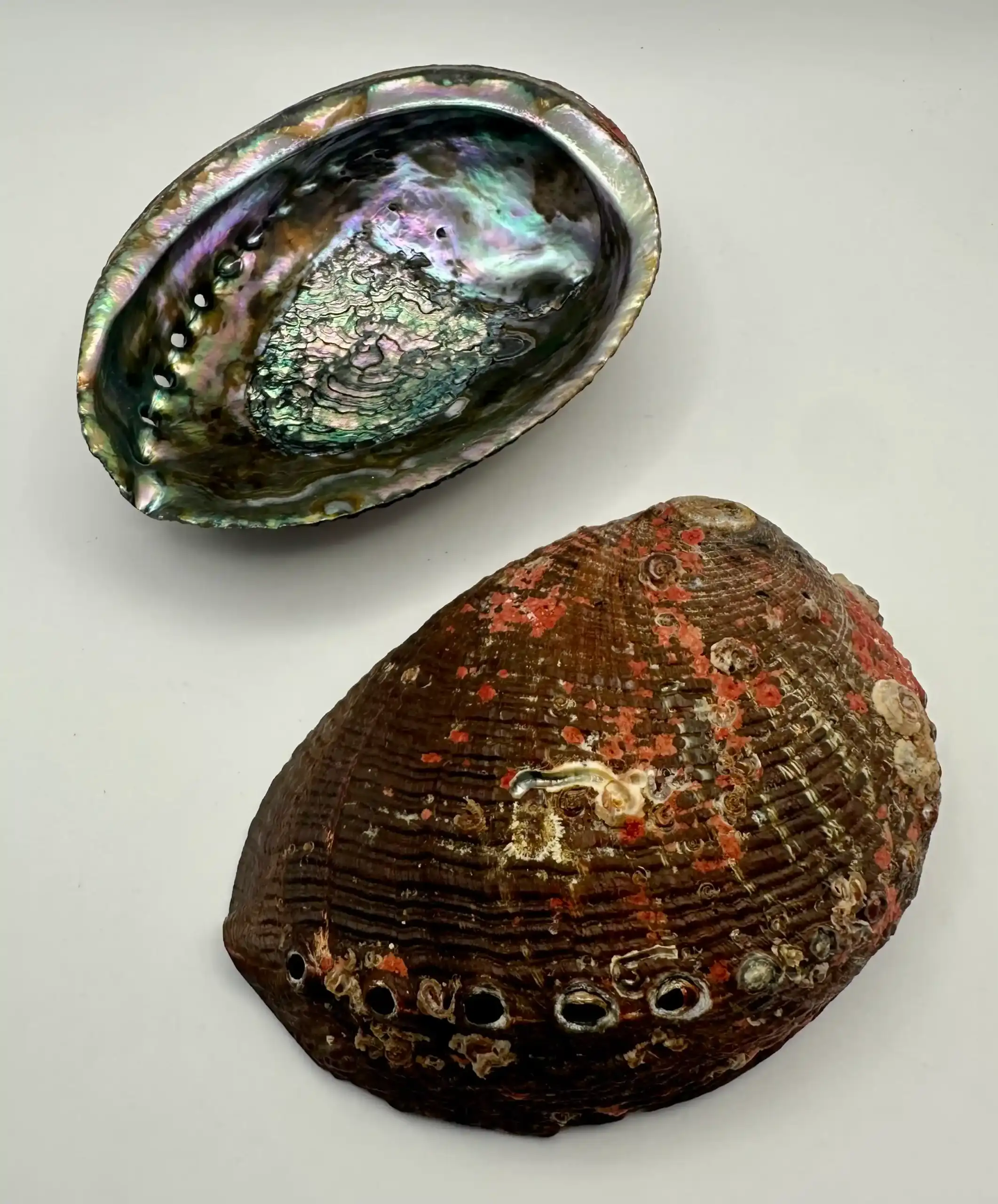 Abalon Grande Joyero