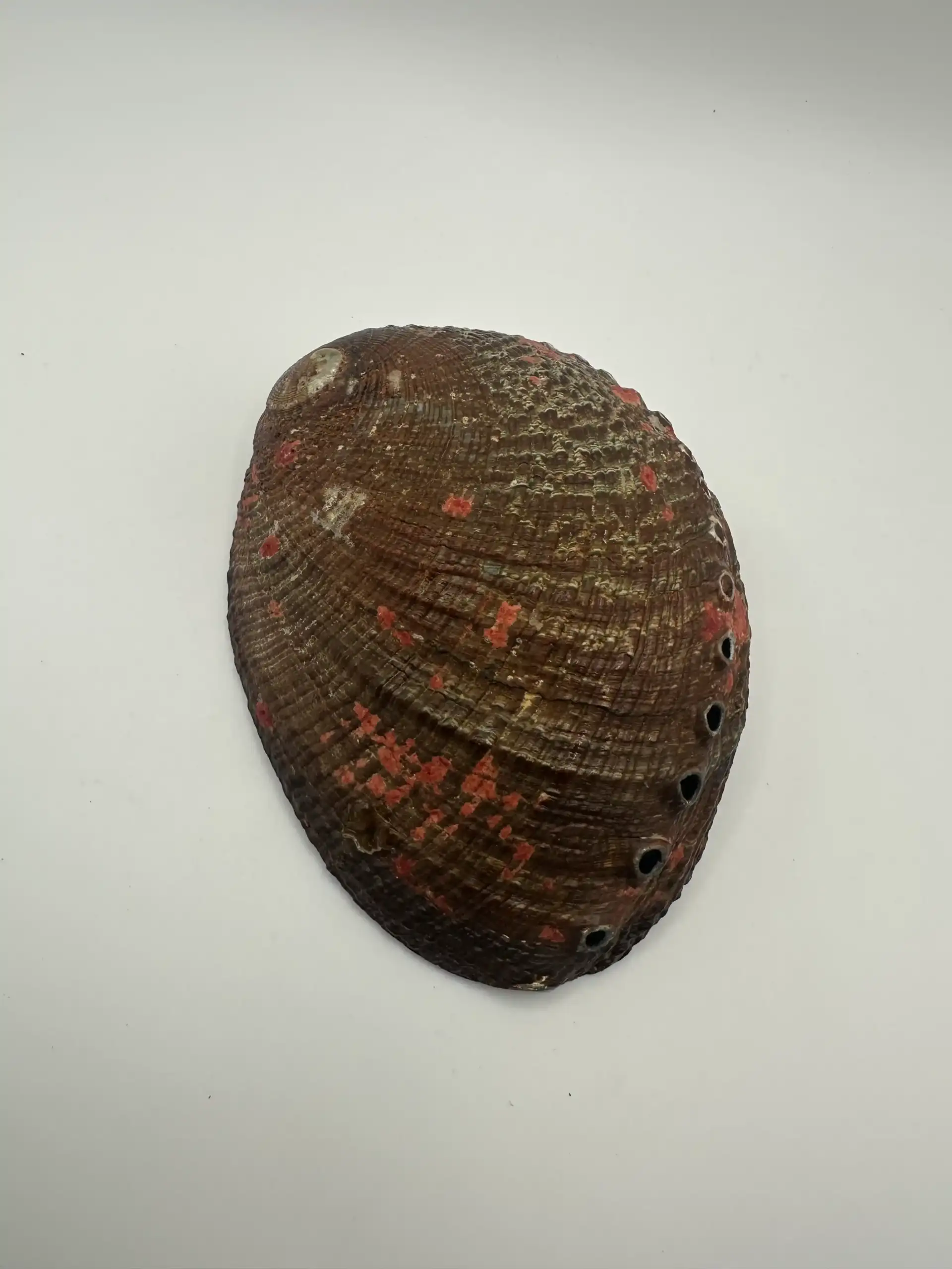 Abalon Grande Joyero - Imagen 3