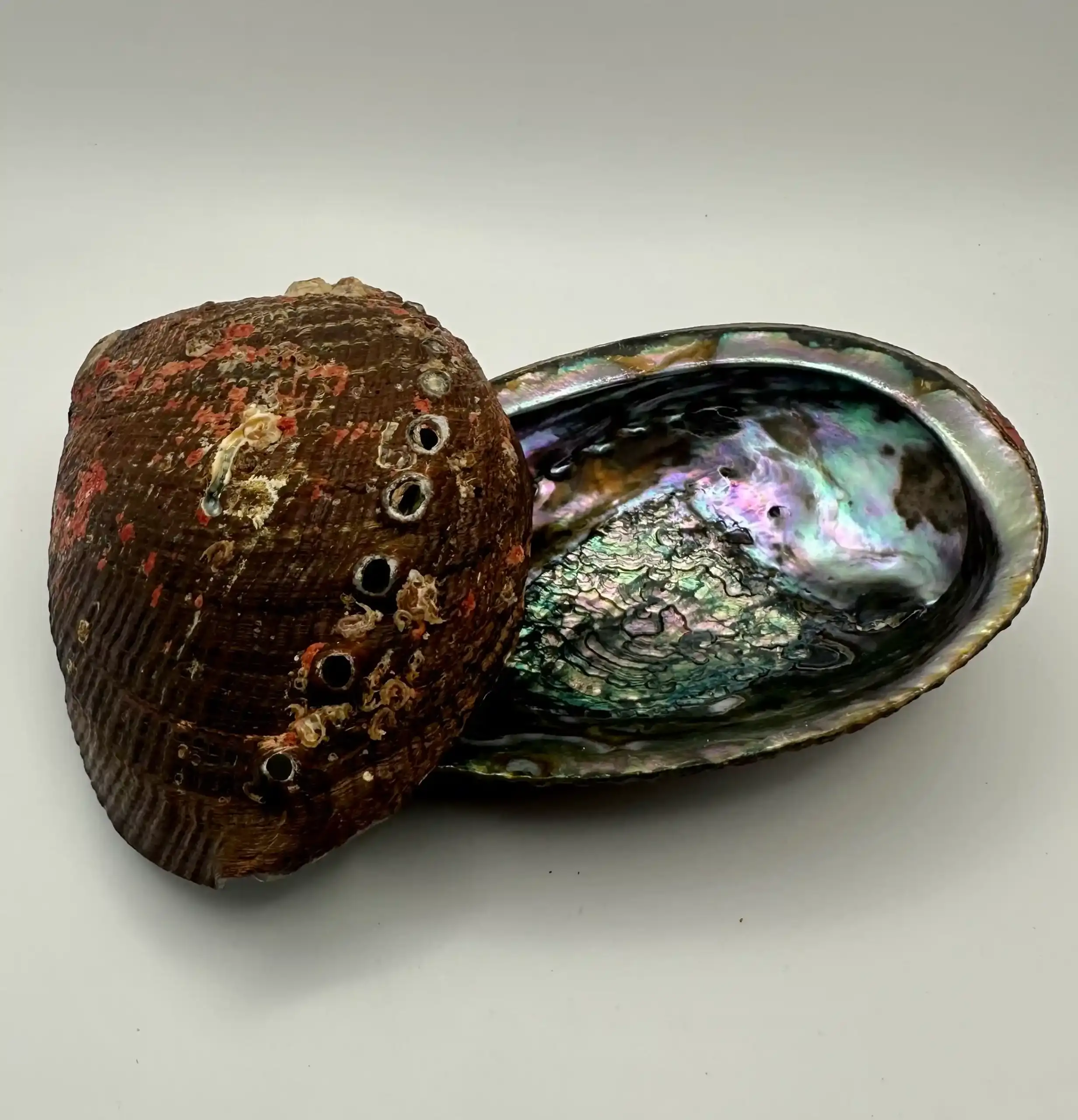 Abalon Grande Joyero - Imagen 4